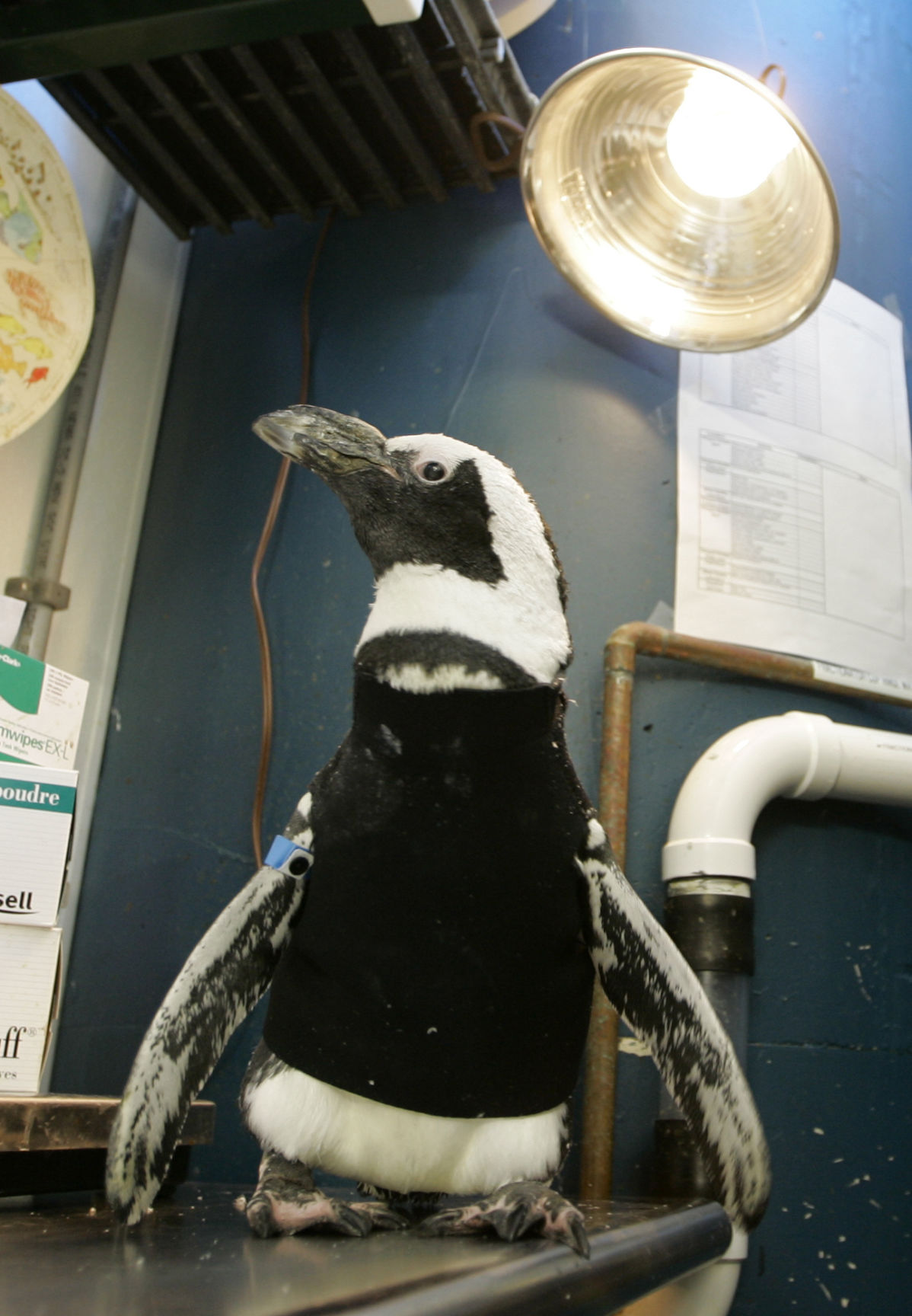 Penguin wetsuit